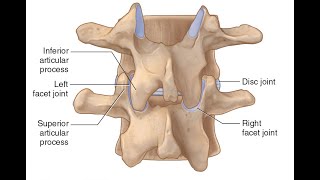 Two Minutes of Anatomy Facet Joints AKA Zygapophyseal Joints or Apophyseal Joints [upl. by Odraboel590]