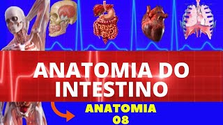 ANATOMIA DO INTESTINO INTESTINO DELGADO E GROSSO  SISTEMA DIGESTÓRIO ANATOMIA HUMANA [upl. by Niveek822]