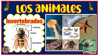 LOS ANIMALES INVERTEBRADOS 🐜🐛🦋🐌🐚🐙🕷🦠🐞🕸🦋 [upl. by Enilatan]