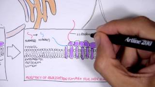 Microbiology  Hepatitis C Virus [upl. by Bates]