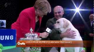 Labrador Retriever  Crufts Reserve Best in Show [upl. by Asselem]