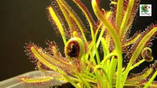 Planta Carnívora  Drosera capensis cazando [upl. by Gurtner]