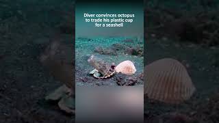 Diver convinces octopus to trade his plastic cup for a seashell [upl. by Babita920]