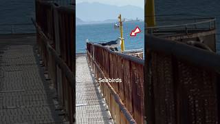 SEABIRDSseagulls at fishingport [upl. by Carmelle]