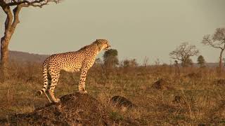 What Sounds Do Cheetahs Make Male Cheetah Chirps amp Stutters [upl. by Anastasia]