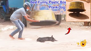 Best Funny Plastic Box Prank on Dog Super Funny Video Must watch 슬롯보라 [upl. by Hatti]