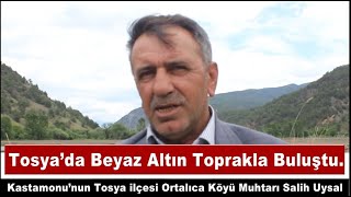 Tosya’da Beyaz Altın Toprakla Buluştu [upl. by Tarabar]