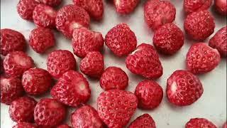 ¿Cómo liofilizar fresas frutas o liofilizar alimentos tecnología de liofilización liofilizador [upl. by Dranoc102]