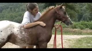 Half ArabianAppaloosa ColtThee Indian Outlaw ABC [upl. by Viki]