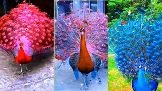 Peacock opening feathers，Most beautiful peacocks in the world，Peacock video [upl. by Selie]