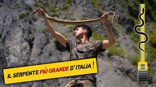 IL SERPENTE PIÙ GRANDE DITALIA Cervone [upl. by Egide]