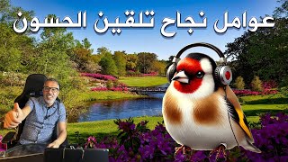 عوامل نجاح تلقين الحسون chardonneret widani Jilguero Campero  Goldfinch [upl. by Riehl]