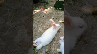 Amar Adarer Pet  Animal shortviral petlovers arijitsingh [upl. by Akeihsal69]