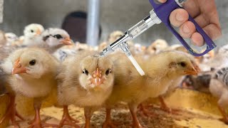 how to vaccinate chickens at home  chicken farming for beginners [upl. by Junius]