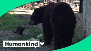 Cat wanders into zoos bear exhibit and this happened [upl. by Aelam]