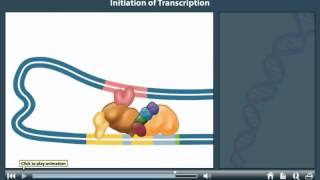 DNA transcription animation  Transcription initiation in prokaryotes [upl. by Nelleeus]