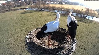 Storchennest Alfeld Leine [upl. by Koffler]