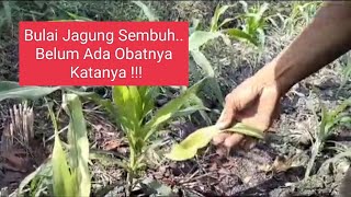 Bulai Jagung Sembuh Harapan Petani Selama Ini Pesti Multi Marolis [upl. by Landing]