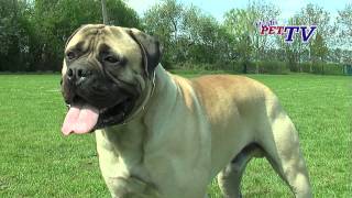 Bullmastiff Informationen zur Rasse [upl. by Ingamar]