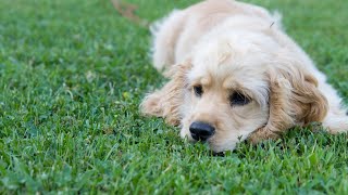 Caring for Your Cocker Spaniel The Essential Guide to Grooming [upl. by Bobbi]