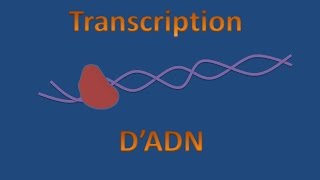 Transcription dADN [upl. by Gnuj]