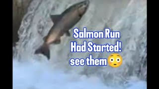 Salmon Run had started See them now salmonrun nature livestream [upl. by Pollak]