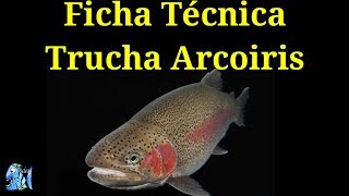 Ficha Técnica Trucha Arcoiris Oncorhynchus mykiss [upl. by Anirdua343]