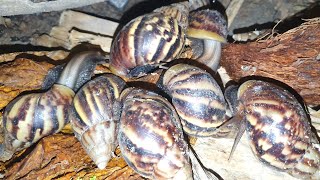 Land snails are everywhere at the back of the house [upl. by Aicak]