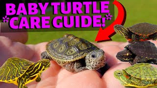 How To Care For A Baby Turtle  Most Species [upl. by Melisande]