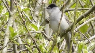 Blackcap Singing [upl. by Venator131]