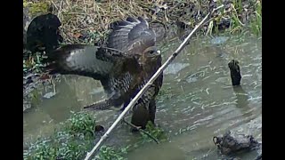 Mäusebussard bei der Jagd  Hunting buzzard [upl. by Kristianson124]