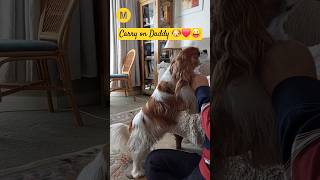 Carry on Daddy viralshorts mila mylifewithmila cavalierkingcharlesspaniel dog puppy cute fun [upl. by Ani]