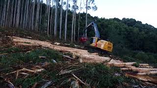 Tigercat H855E processing with Waratah 623C in 4K [upl. by Alwitt297]