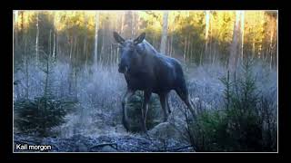 quotÖgonblicksbilder från skogenquot  viltkameror berättar [upl. by Helen674]