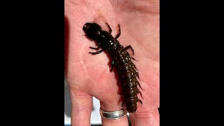 Lotic Macroinvertebrates with Tanya Sulikowski [upl. by Slifka516]