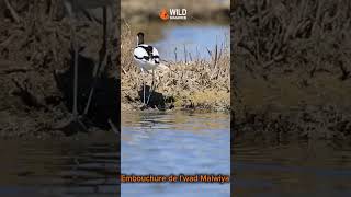 طائر النكات Avocette élégante Recurvirostra avosetta morocco berkane birds [upl. by Anrol508]