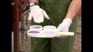 Performing a California Mastitis Test [upl. by Burgess997]