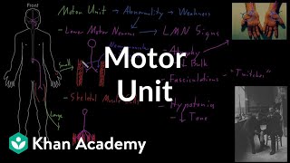 Motor unit  Organ Systems  MCAT  Khan Academy [upl. by Annasoh]