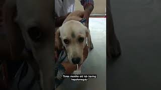 Three months old lab having 🄷🄴🄿🄰🅃🄾🄼🄴🄶🄰🄻🅈 hepatomegaly vet dog [upl. by Ramej313]