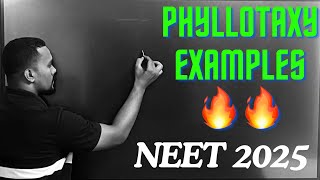 PHYLLOTAXY EXAMPLES TRICKS botany neet neet2025 tricks [upl. by Acirehs]