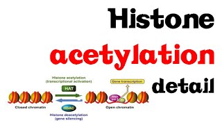 Histone acetylation  histone acetyltransferase [upl. by Sairtemed622]