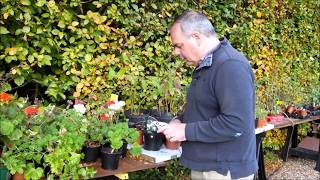 Saving and storing tender geraniums Pelargoniums over winter [upl. by Amethist575]