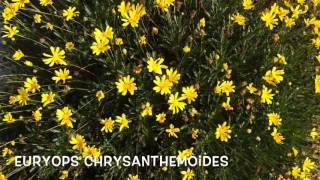 Euryops Chrysanthemoides Garden Center online Costa Brava  Girona [upl. by Ydorb96]