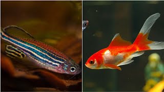 Can Zebra Fish Live Together with Goldfish Can Zebra Danio and Goldfish Share the Same Fish Tank [upl. by Werner513]