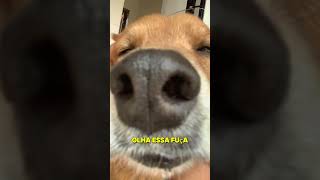 Olha o tamanho dessa fuça sorts goldenretriever cachorrofofo [upl. by Laurella413]