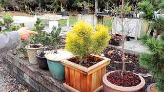 Easy Potting Techniques for Growing Conifers in Pots  Dwarf Conifer Container Gardening [upl. by Nuahsel435]