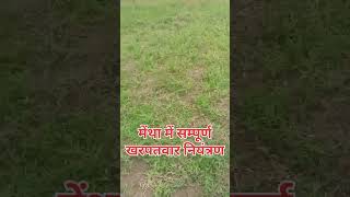 मेंथा में सम्पूर्ण खरपतवार नियंत्रण herbicide [upl. by Baelbeer]