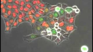 Colorimetric visualization of the cell cycle [upl. by Daahsar]