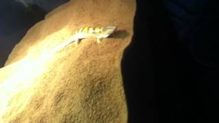 Sandfish skink [upl. by Aneeroc]