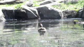 New York City Bronx zoo tigers vs duck [upl. by Aehs]